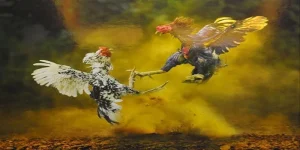 Tổng quan về đá gà campuchia tại dabet