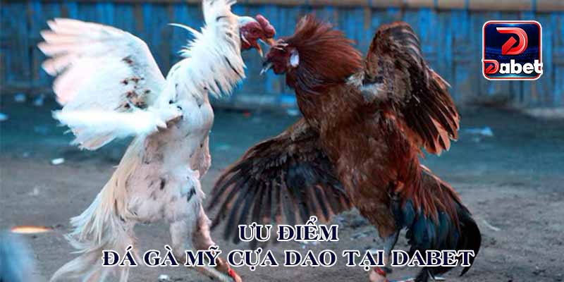 Đá gà Mỹ cựa dao tại Dabet
