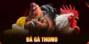 Đá gà Thomo tại Dabet